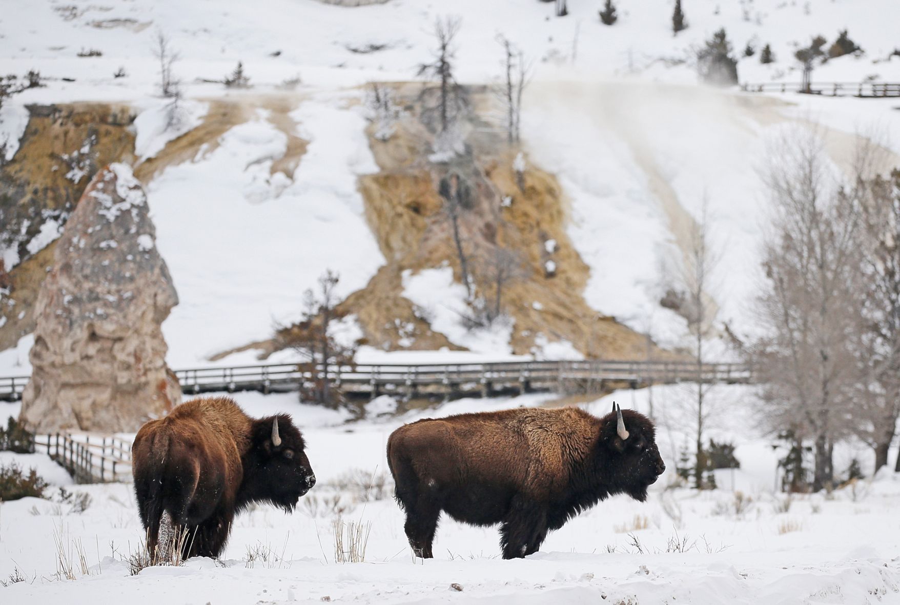 Bison graze in Mammoth
